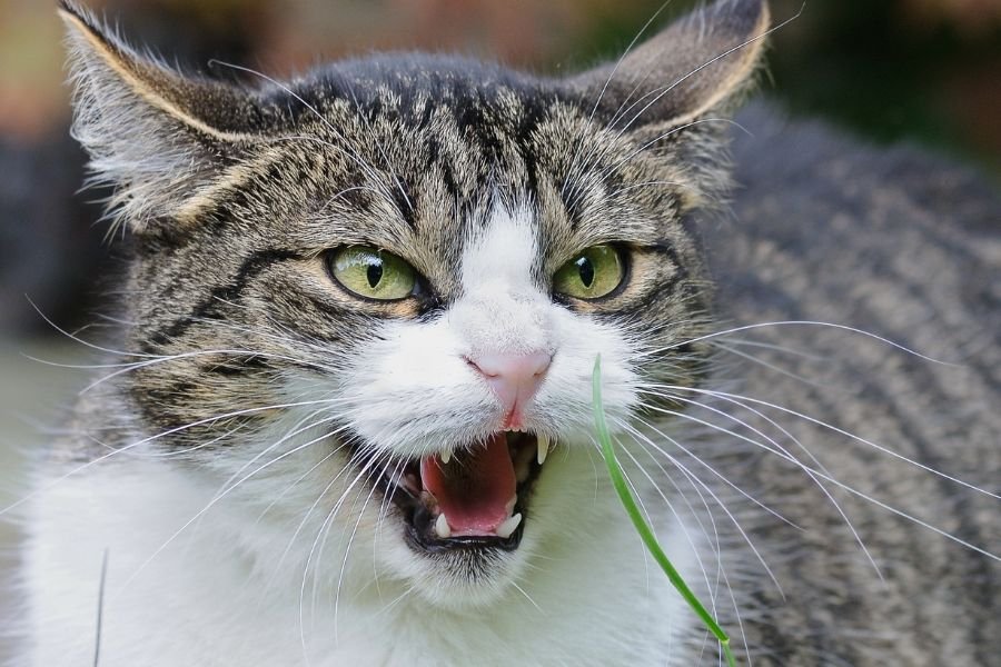 rescue cat, dealing with aggressive cats, cat behavior problems