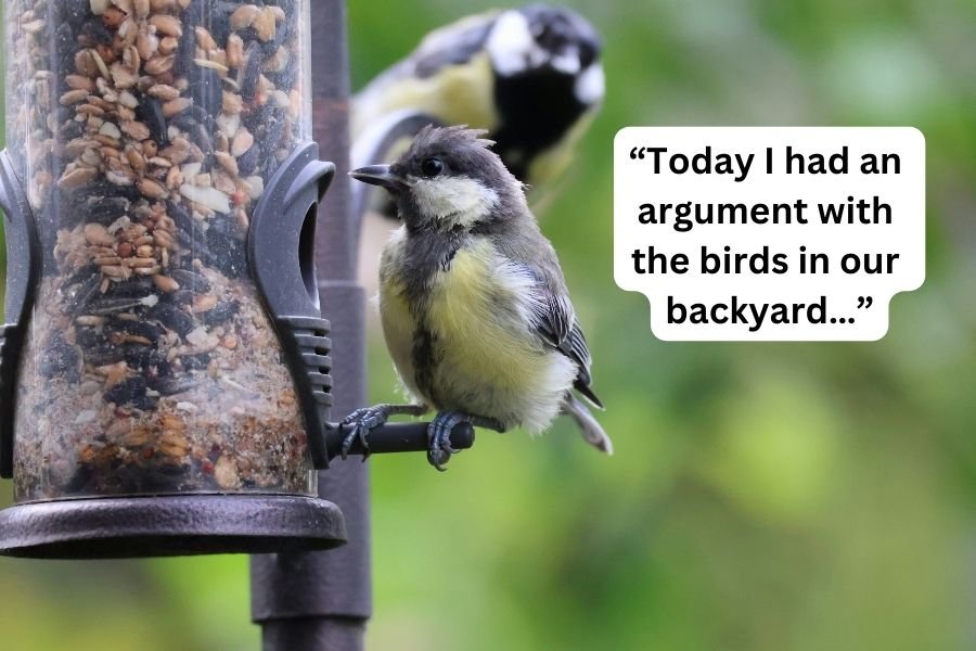 birds at a bird feeder