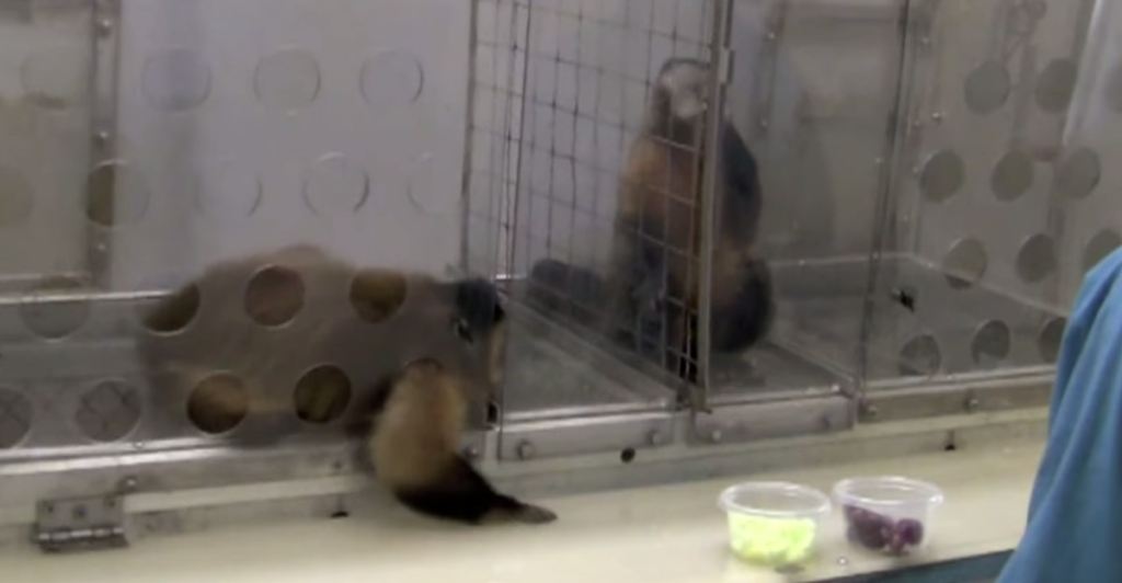 scientific study, equality, monkeys, Ted Talks, fairness