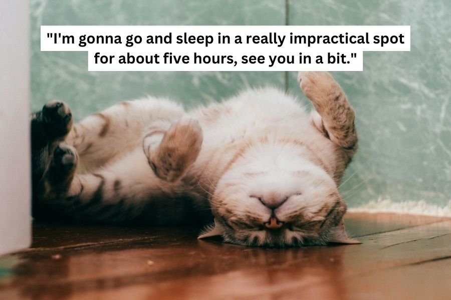 cat lying upside down on a hardwood floor with its paws in the air