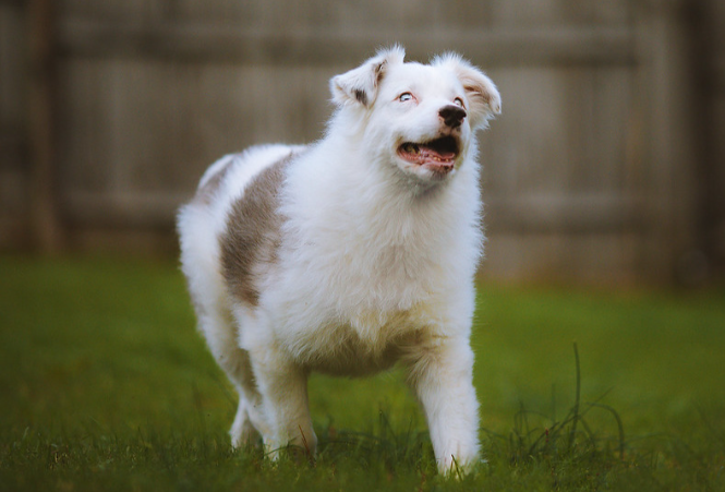 merle dogs, deaf blind dogs, dog tiktok