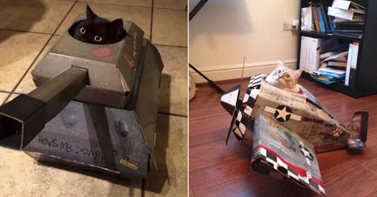 cats, cardboard tank, Amazon