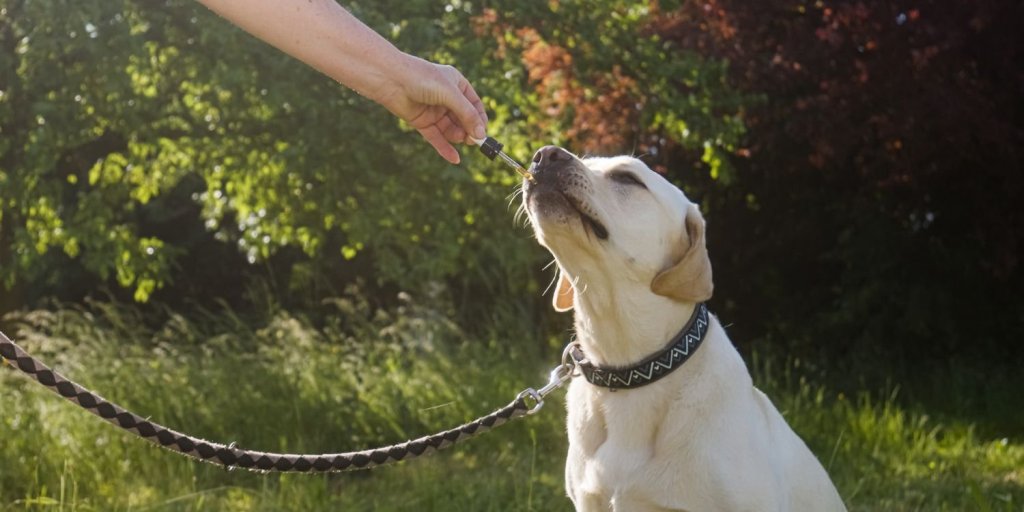 Best CBD for dogs: 5 CBD oils and CBD dog treats to help your pup relax