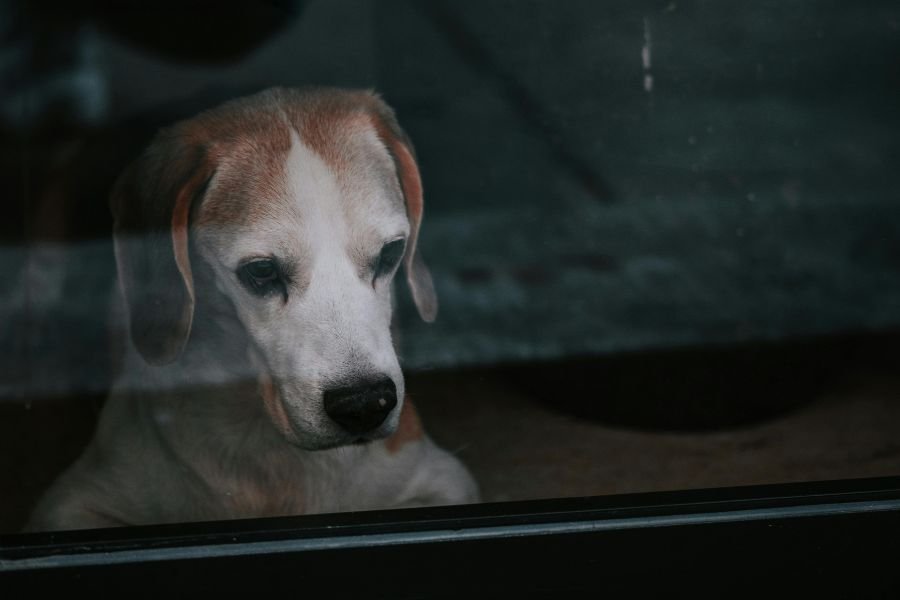dog looking out a window