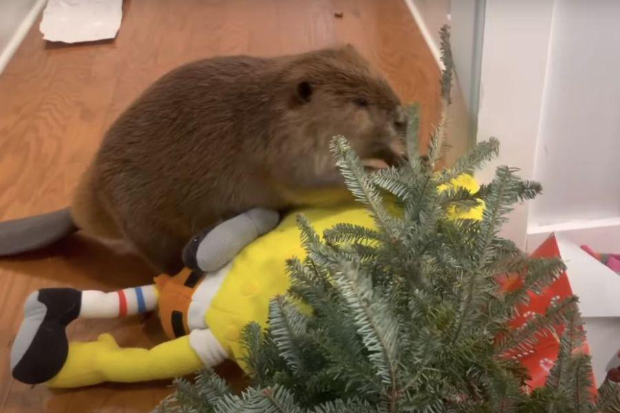 Watch a rescued beaver meticulously build an indoor dam out of random household items Watch a rescued beaver meticulously build an indoor dam out of random household items