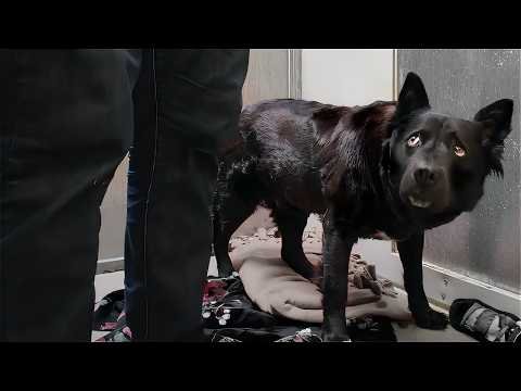 black dog looking up timidly