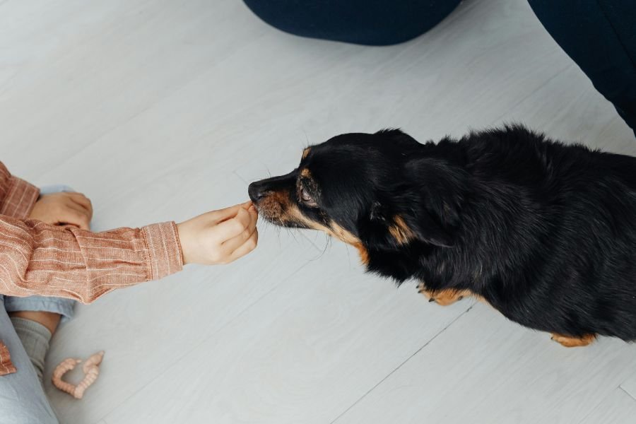dog being hand fed
