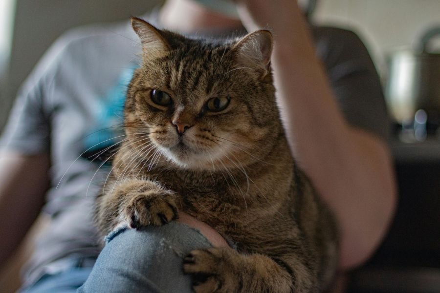 cat sitting on someone's lap