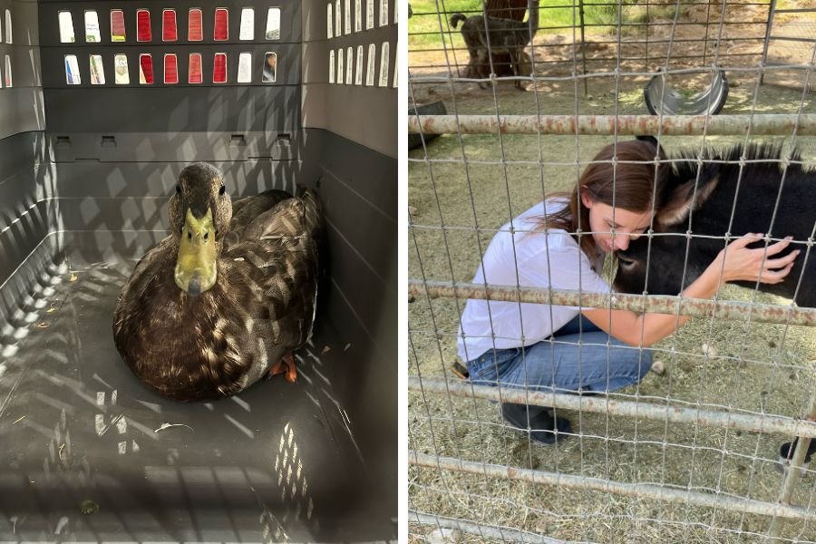 George the duck; Gilcrease Nature Sanctuary; duck rescue; duck saves sanctuary; famous Vegas duck