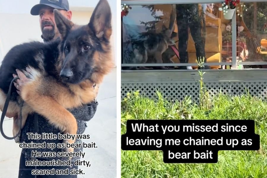 german shepherd, german shepherd rescue, german shepherd breeder, dog breeder, dog rescue