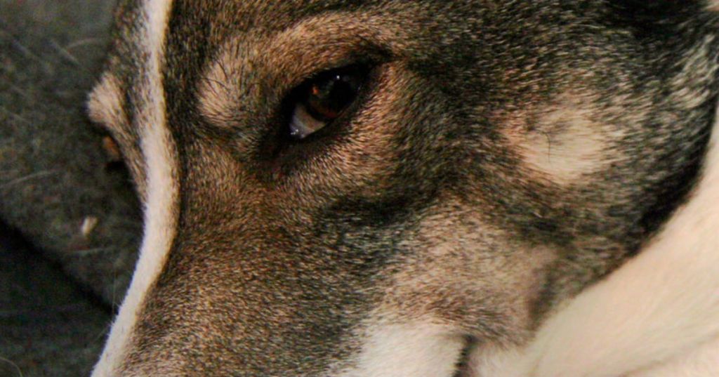 dogs, lying, experiment, research