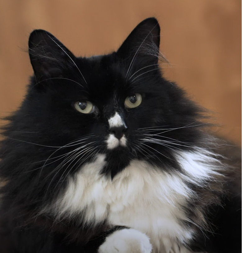 cats protection, cat of the year award, cats, cat heroes, heroic cats, cats and empath, rescue cat, cat service animal