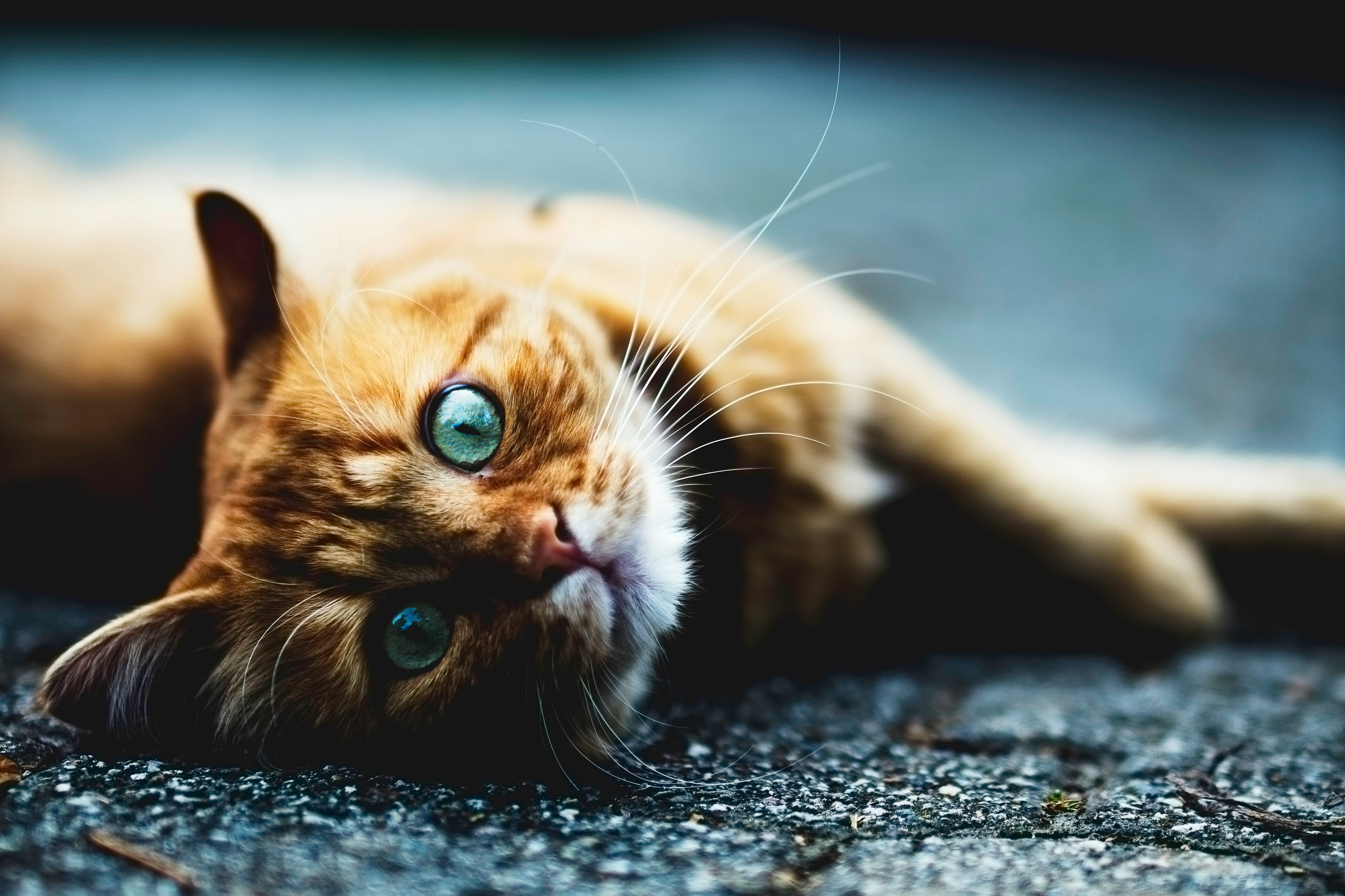 a brown cat lying on the ground