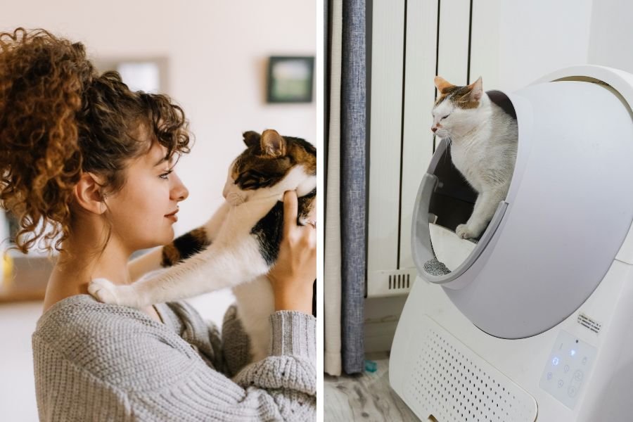 litter robots; litter box; automatic litter box; litter robot; automatic litter box accidents; animal safety