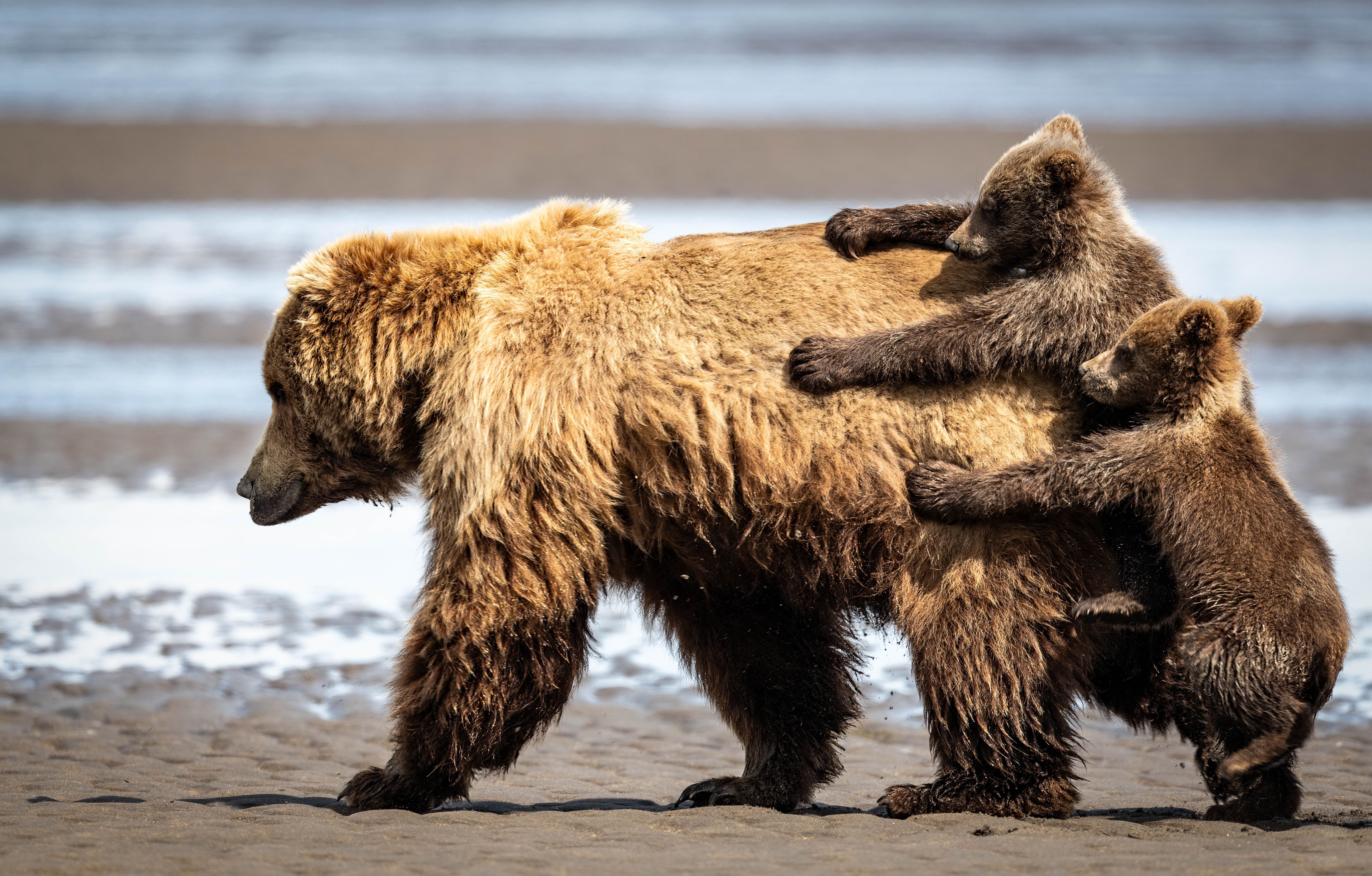 comedy wildlife, nature photography, photo awards