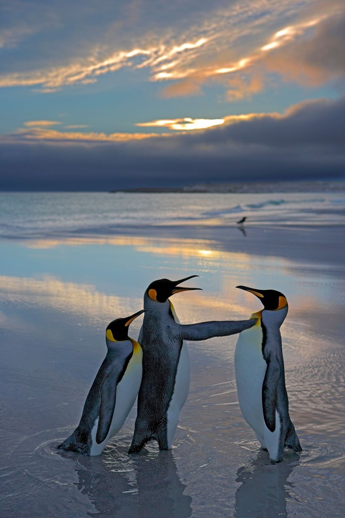 comedy wildlife, nature photography, photo awards