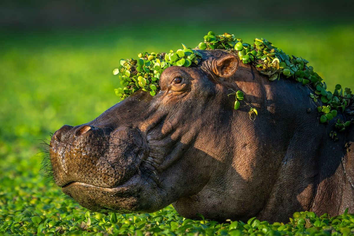 comedy wildlife, nature photography, photo awards