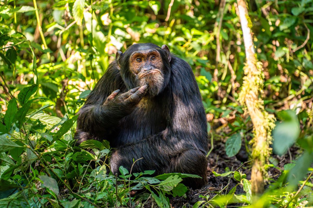 comedy wildlife, nature photography, photo awards