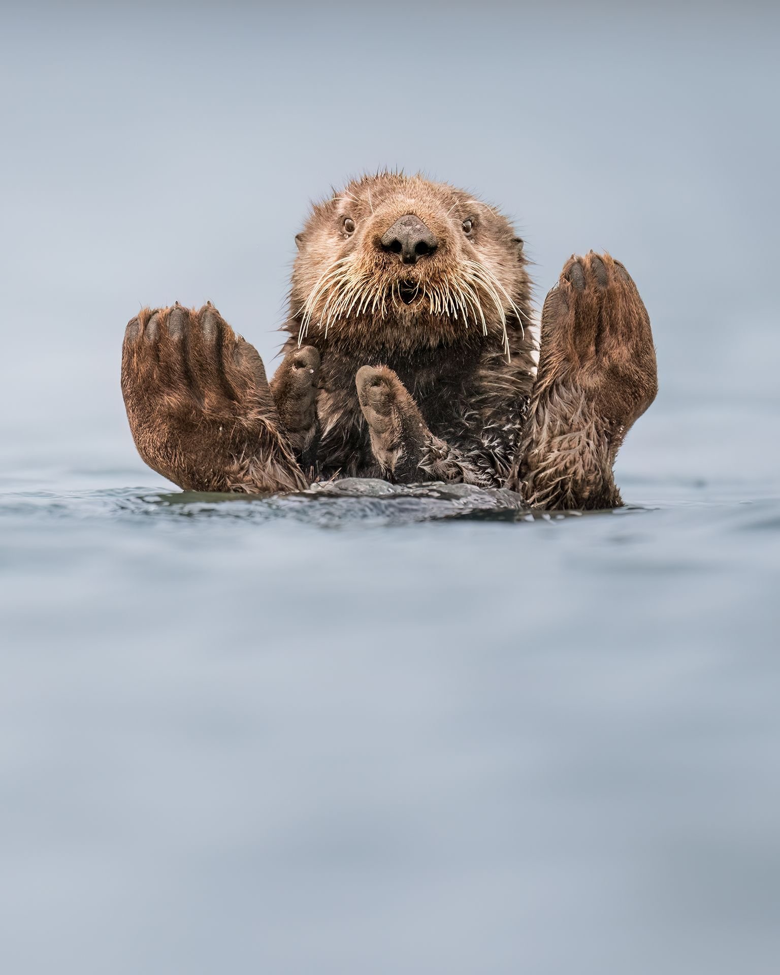 comedy wildlife, nature photography, photo awards