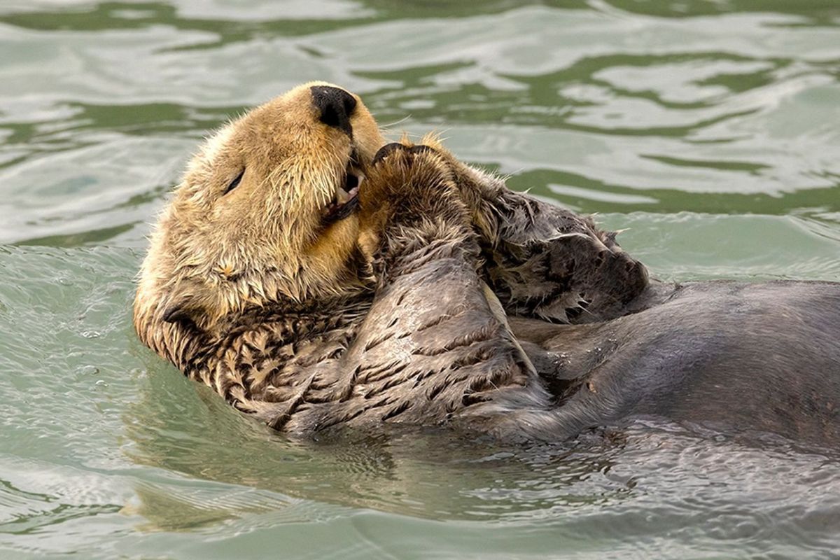 comedy wildlife, nature photography, photo awards