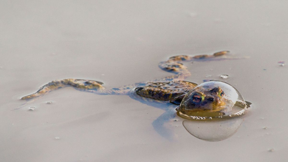 comedy wildlife, nature photography, photo awards
