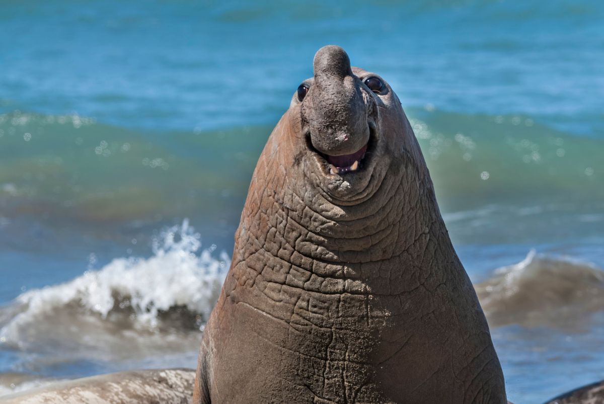 comedy wildlife, nature photography, photo awards