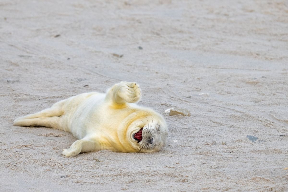 comedy wildlife, nature photography, photo awards