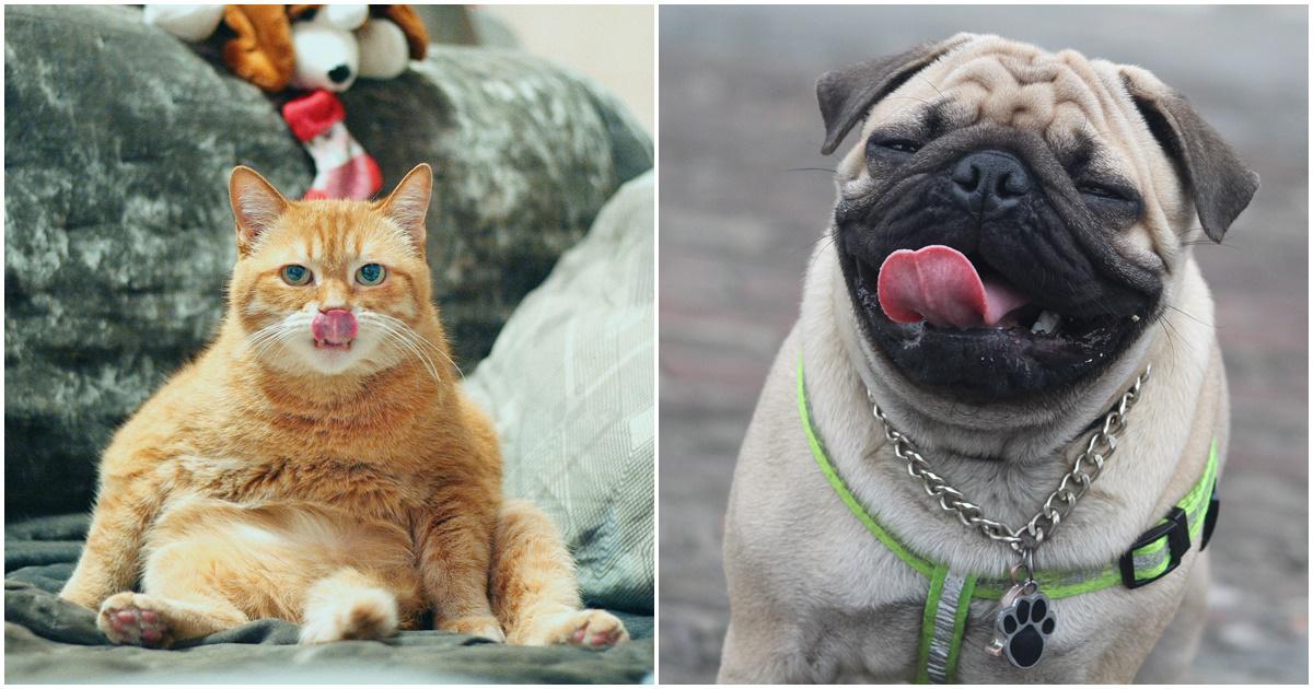 funny cat, funny dog, pet stories