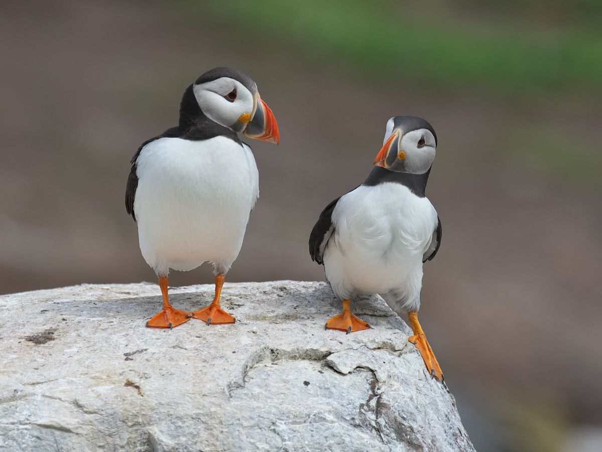 comedy wildlife, nature photography, photo awards
