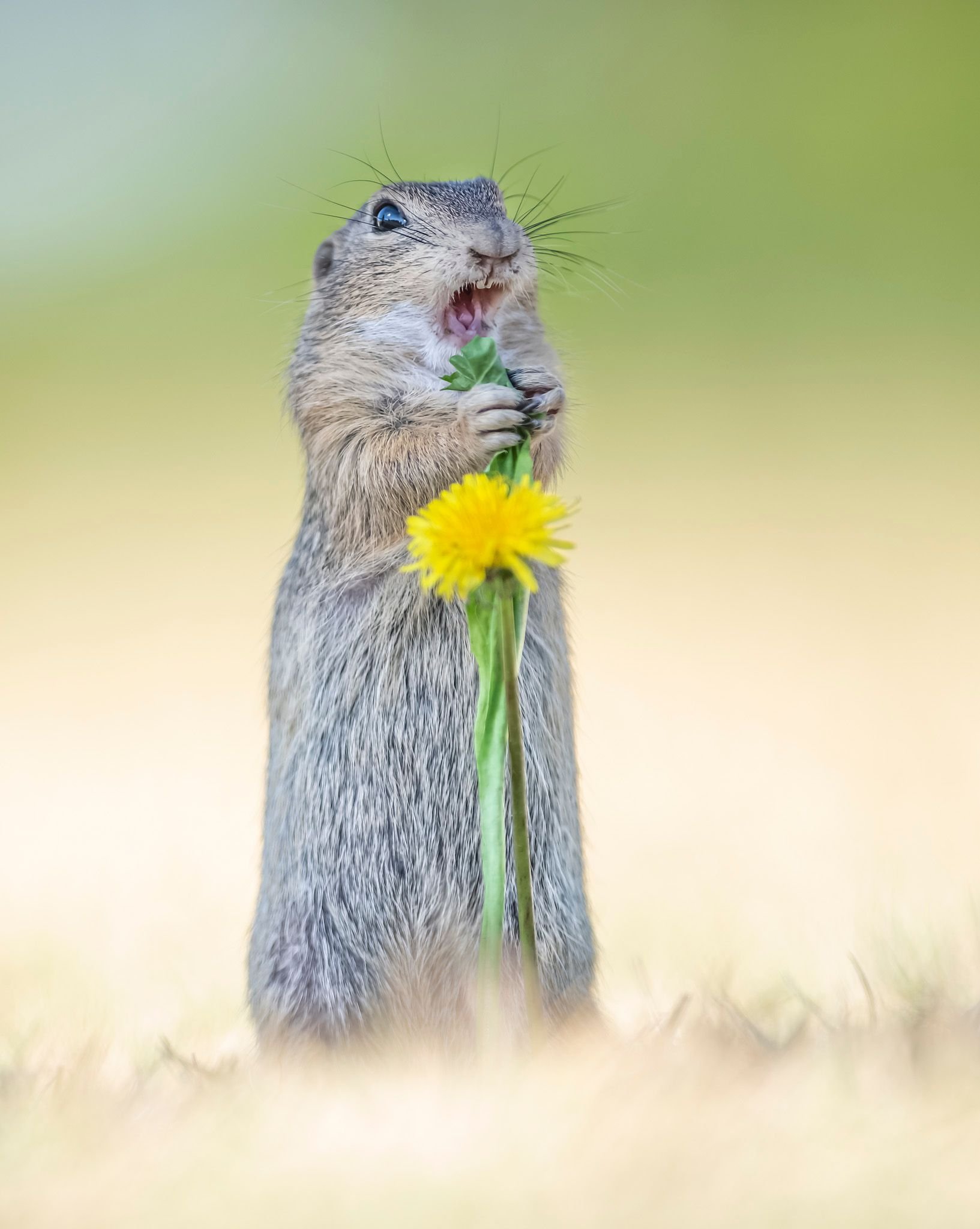 comedy wildlife, nature photography, photo awards