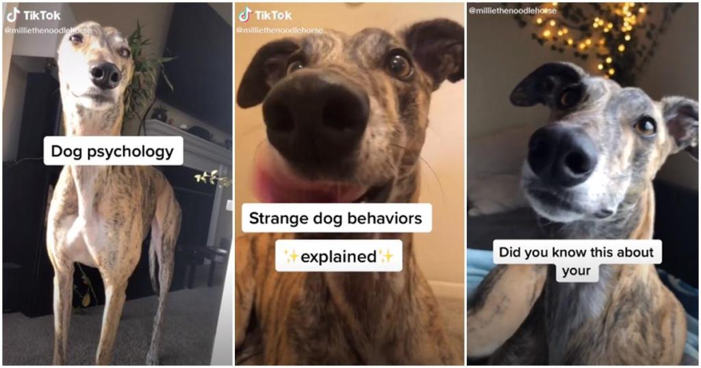 dog psychology, dog tips, dog videos