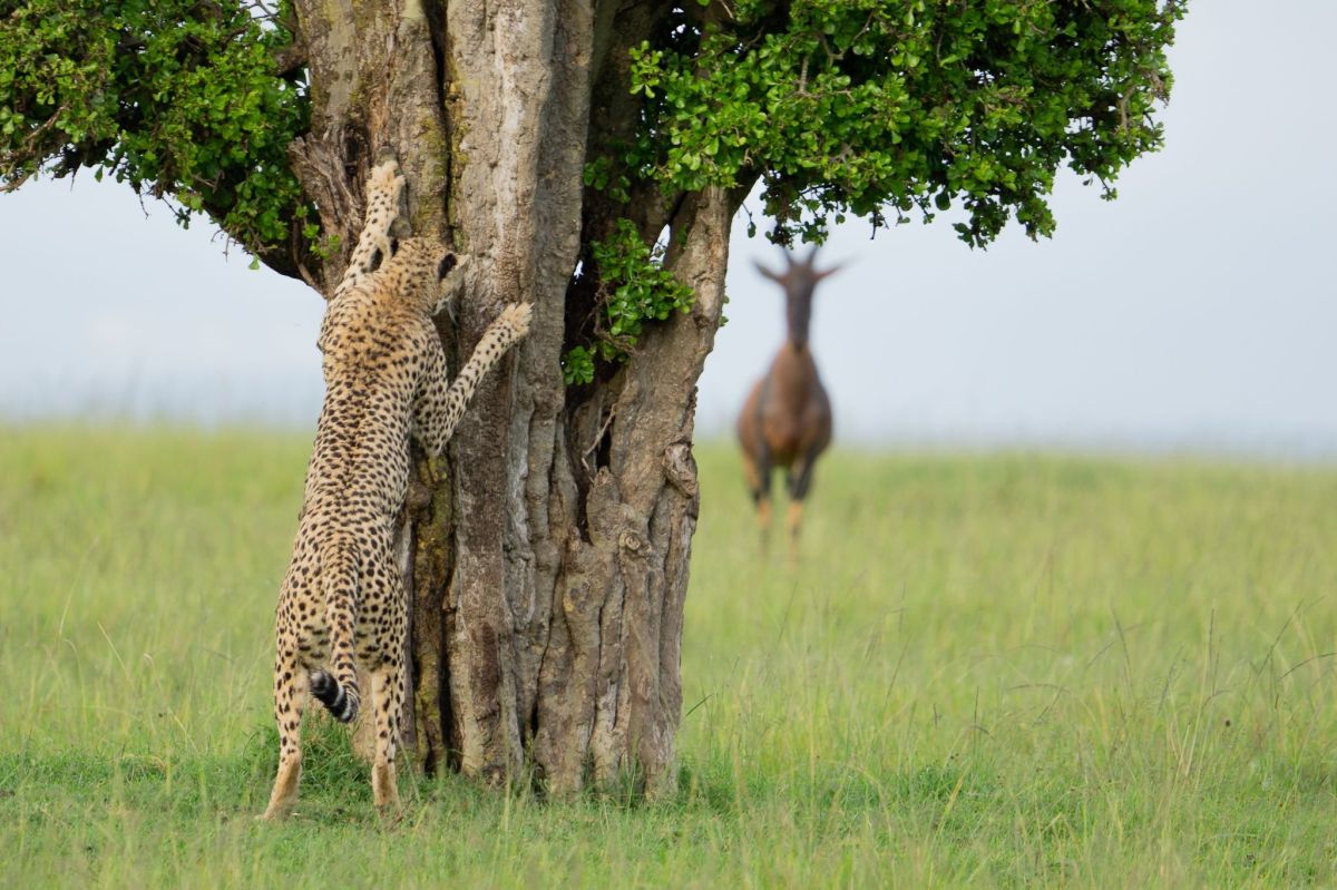 comedy wildlife, nature photography, photo awards