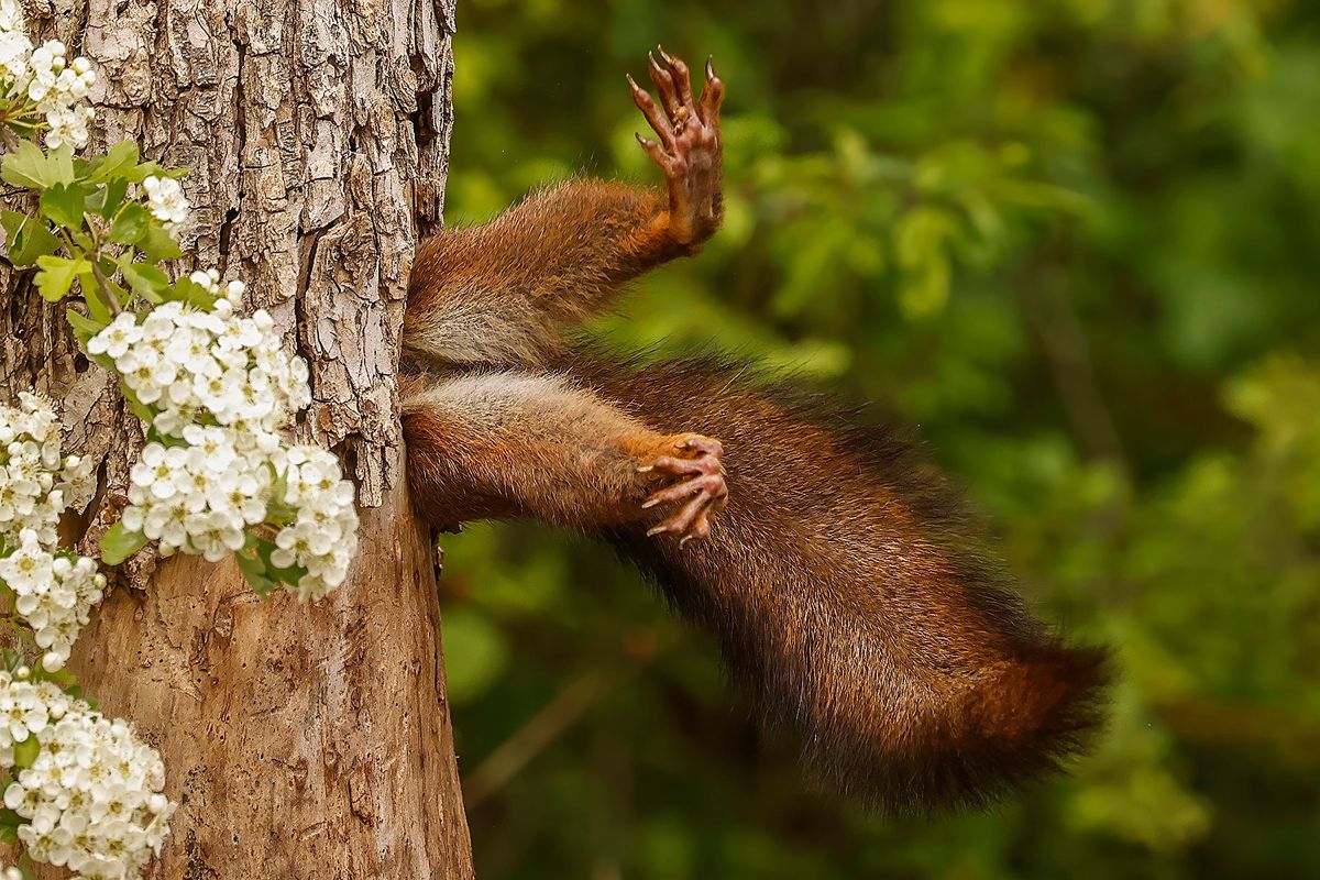 comedy wildlife, nature photography, photo awards