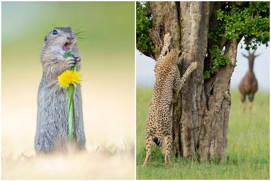 comedy photography, nature photography, comedy wildlife awards
