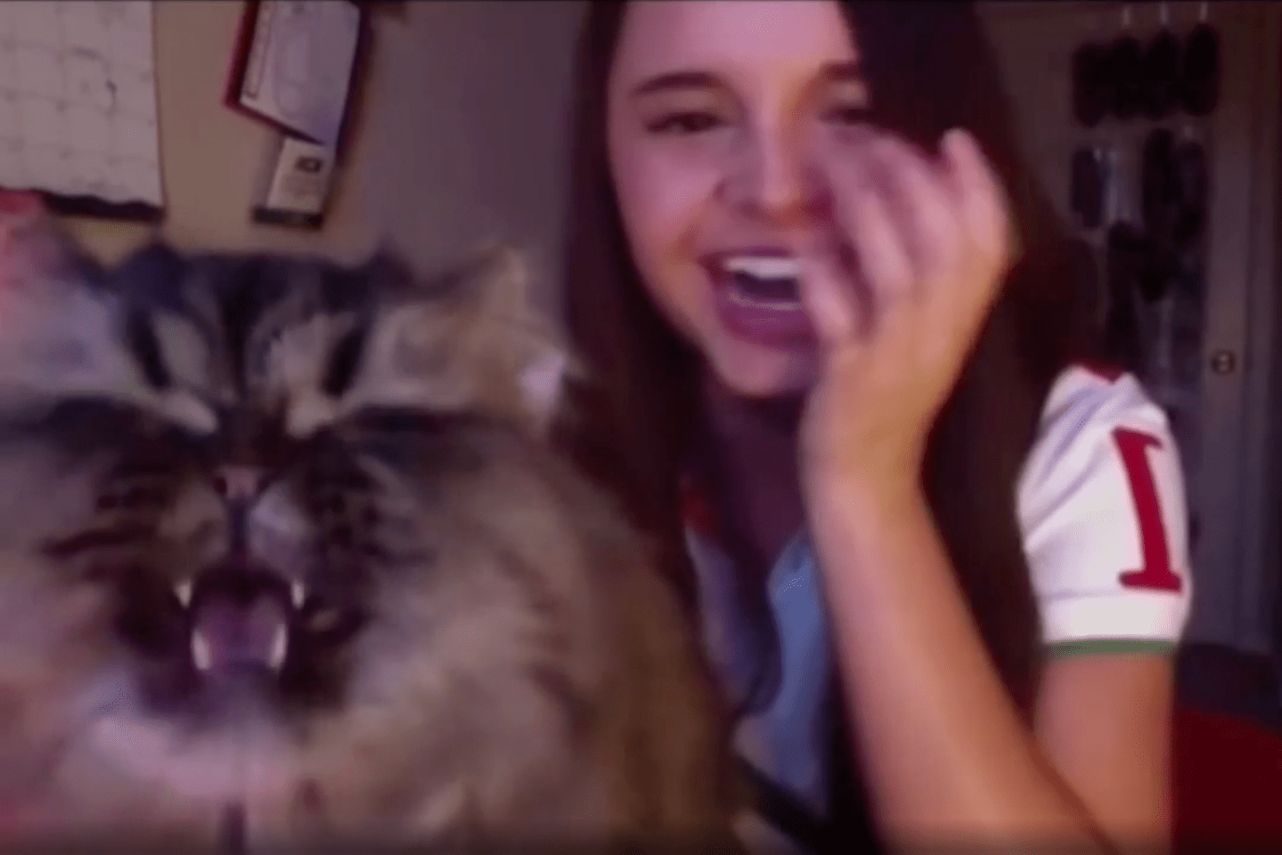 opera, cat sounds