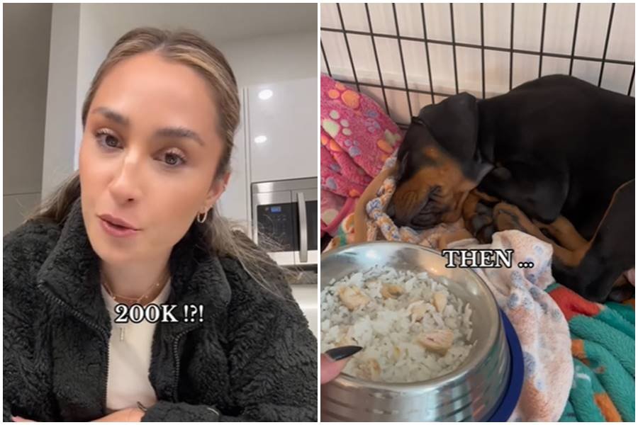 dogs, dog for sale, alexis elliott