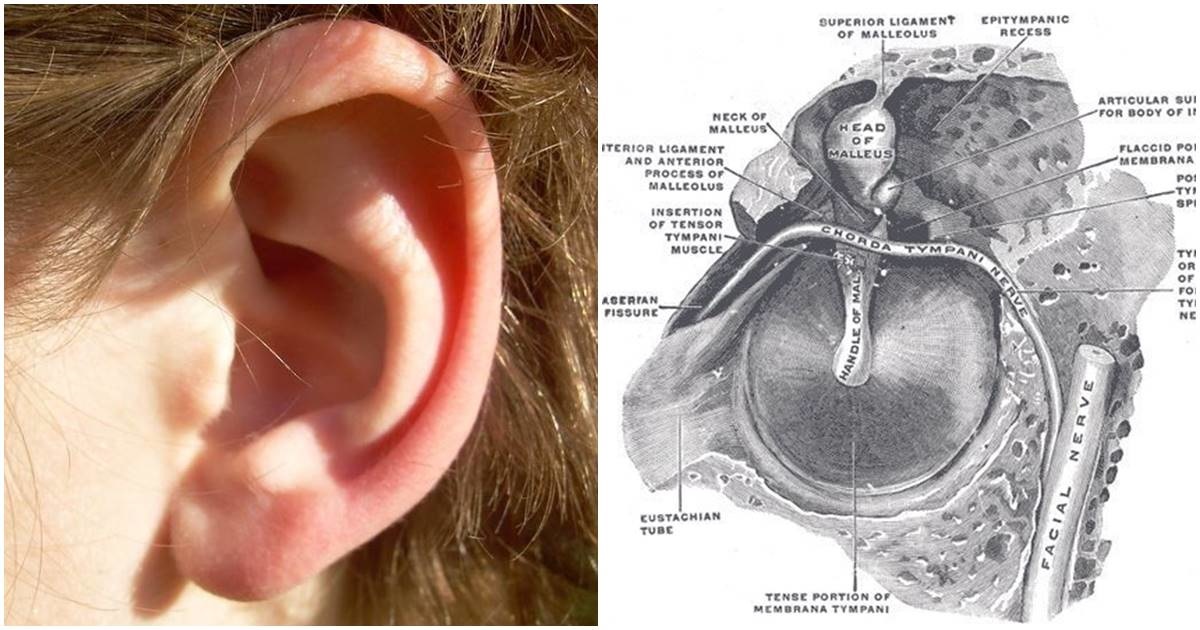 ear rumble, wiggle ears, fun facts, biology, ears