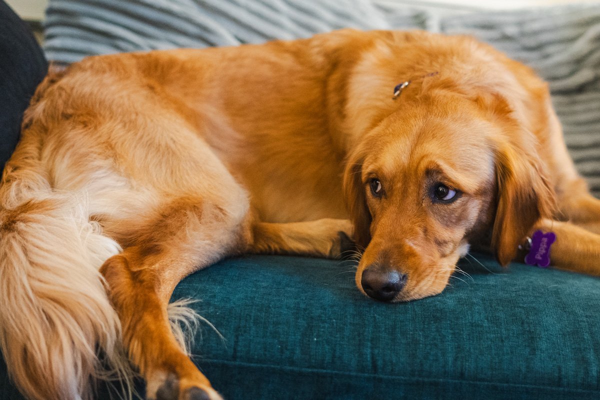 Pippa the therapy dog on a couch at Bay City Public Schools.