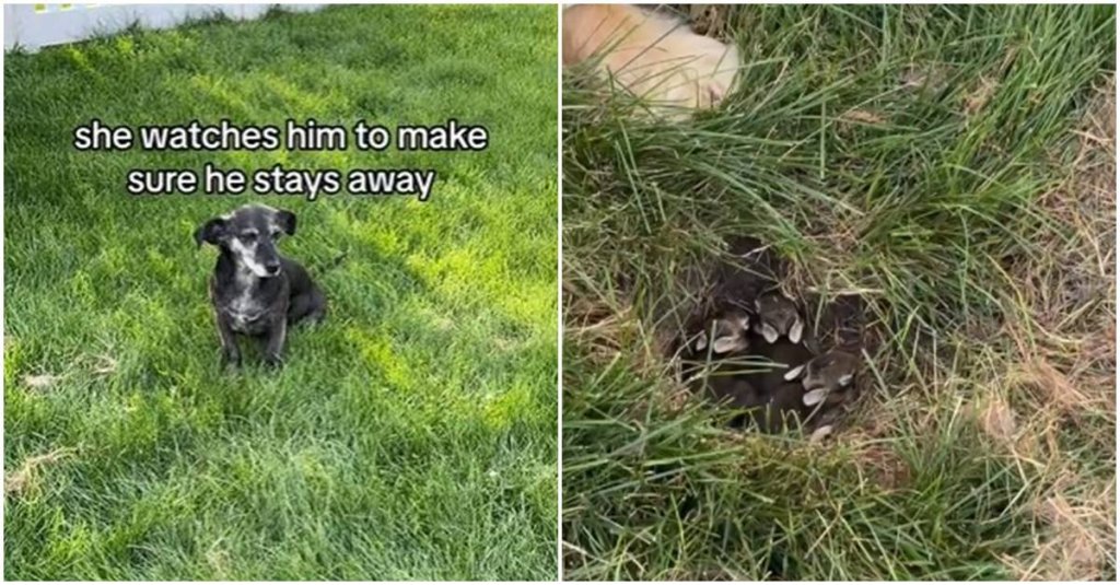 dogs, the dodo, pet videos