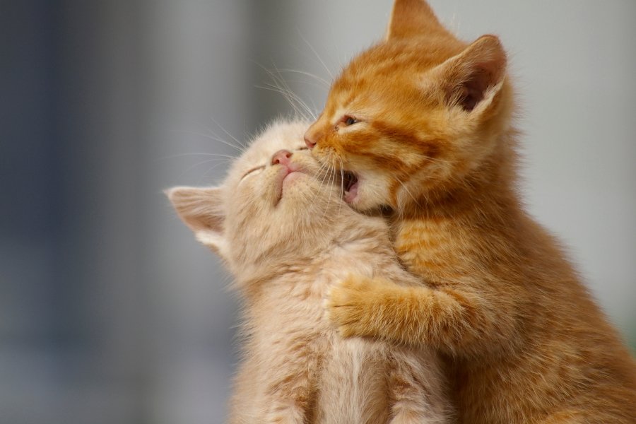 kittens playing