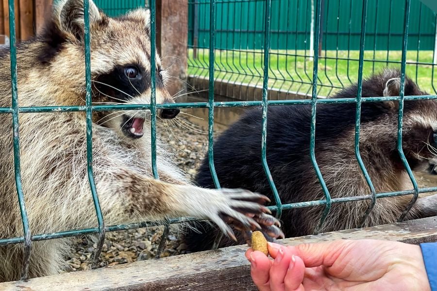 raccoons; feeding raccoons; wild raccoons; why not to feed raccoons; don't feed raccoons