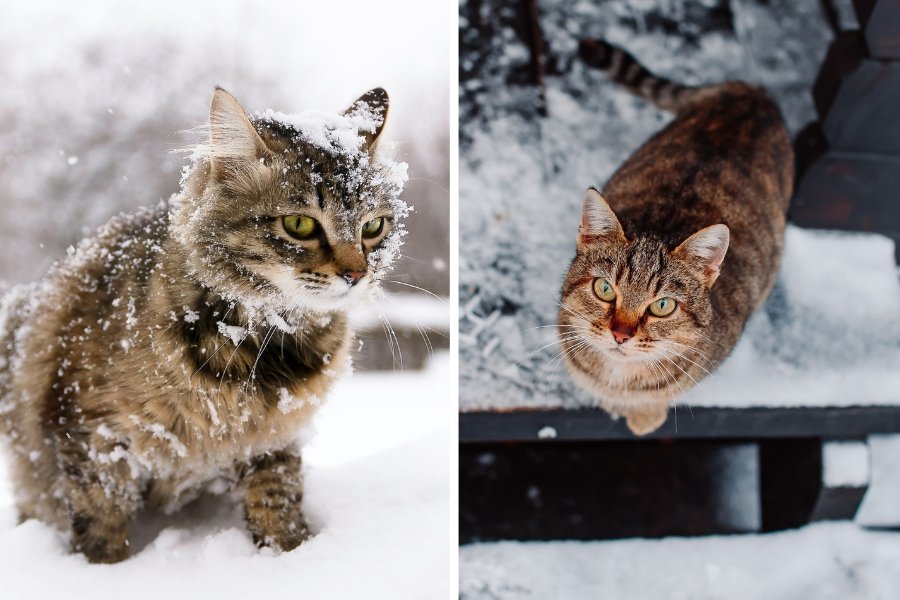 cats in the snow