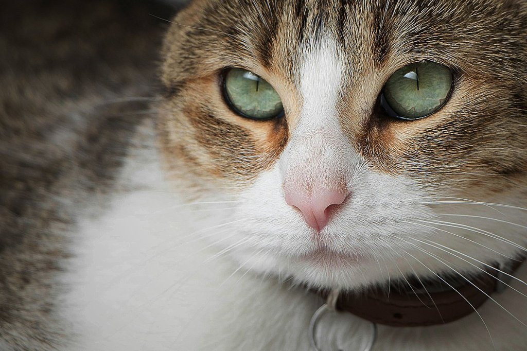 Closeup of a cat.