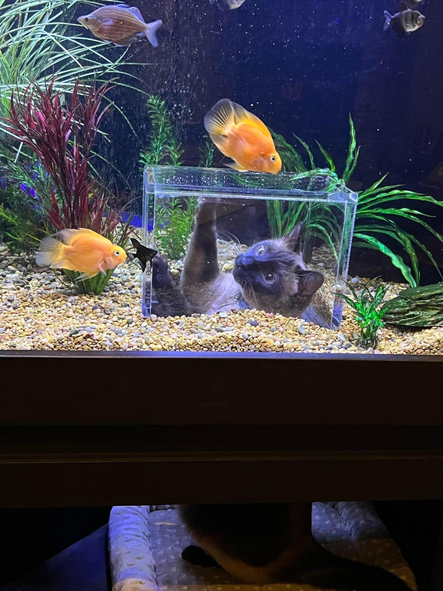 cats, cat toys, fish for cats, cat tv