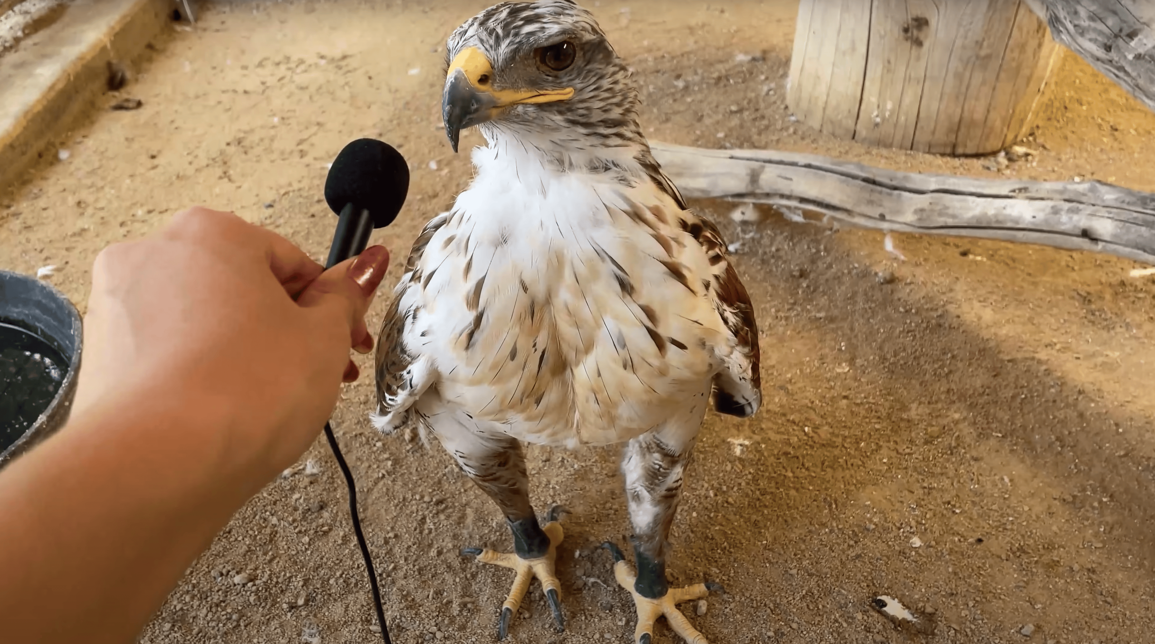 Animals Getting Interviewed Chatty animals get 'interviewed' with a teeny tiny microphone, and boy ...