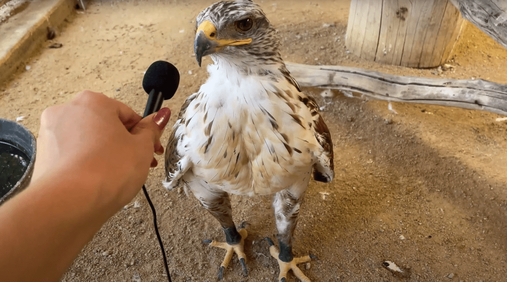 animals, animal videos, alveus, zoo to you, tiny mic
