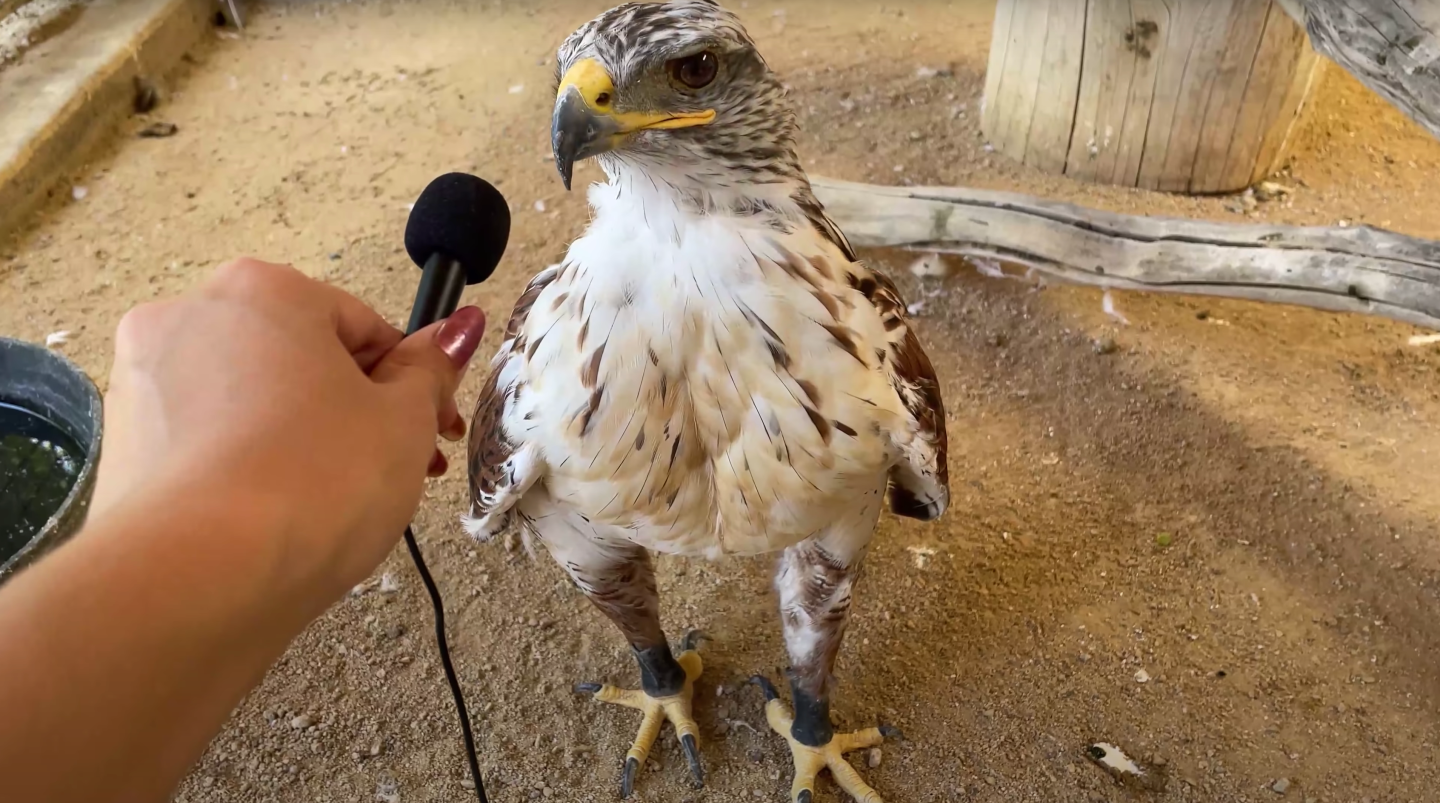 animals, animal videos, alveus, zoo to you, tiny mic