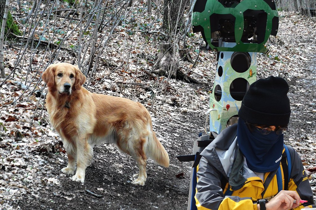 A Golden Retriever scoping out a street-view employee.