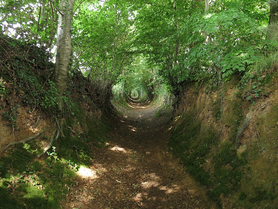 A dirt path carved into forest