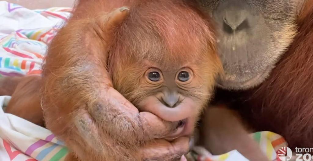 orangutan baby mama toronto zoo